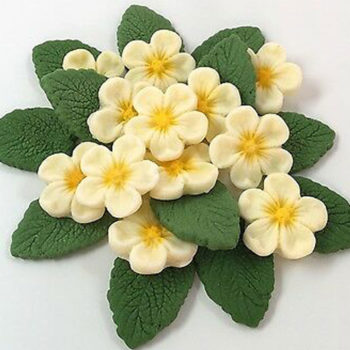 Primula pz. 200